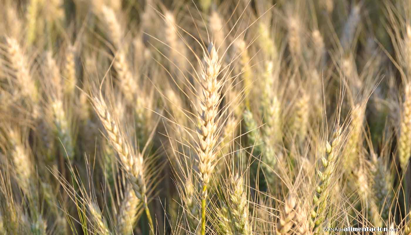 Tipos de trigo y cómo cocinarlo: del grano a la harina - cereales en cocina