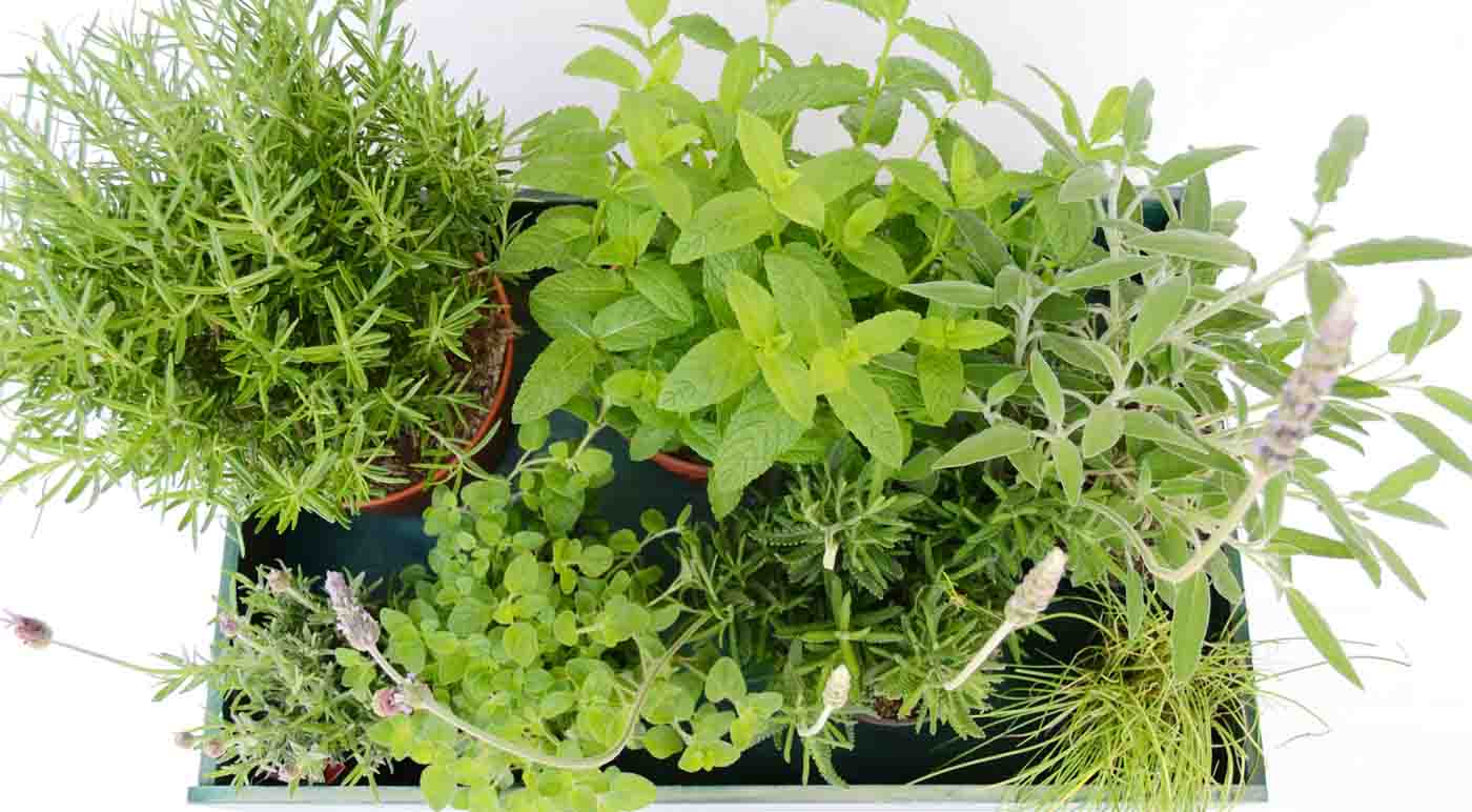 Cómo conservar hierbas aromáticas: trucos y consejos